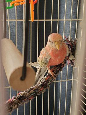 Rosey Bourke Parakeet