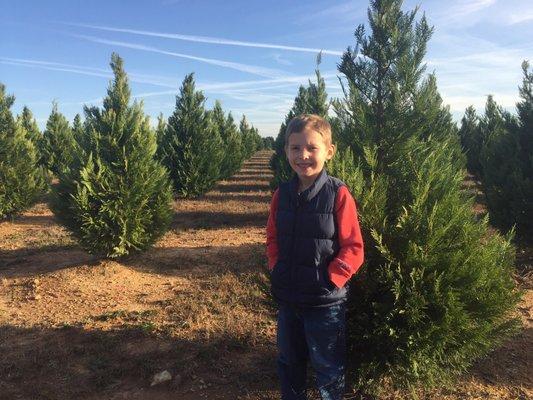 Ridgeway Christmas Tree Farms