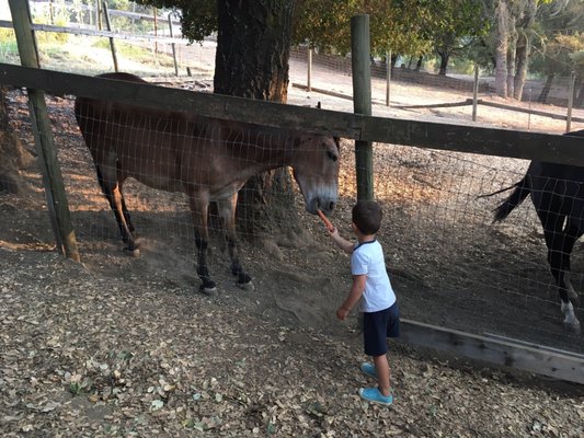 Feeding the animals