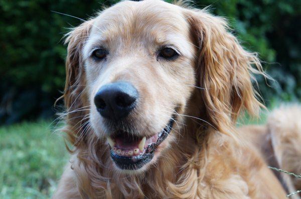 Brandy, one of two office dogs. . .