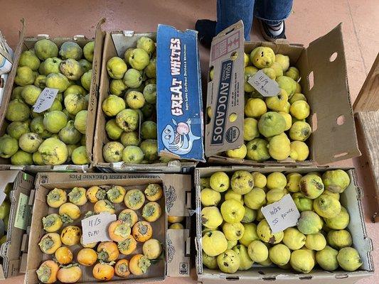 Quince and persimmons from their garden.