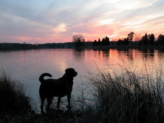 Chesapeake Bay Retrievers belong on Maryland's Eastern Shore. 
and so do you. Find your place today.