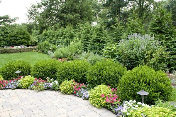 Healthy Shrubs