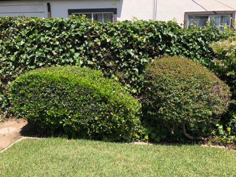 Green bushes