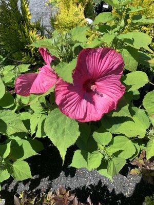 Beautiful selection of plants