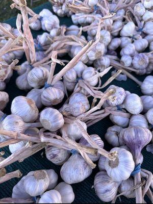 Fresh Organic Garlic