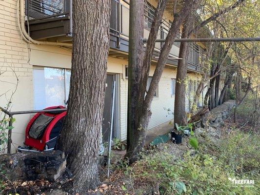 Apartment complex yard clean up and trimming service.