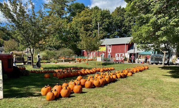 Pumpkin Apple Sale October