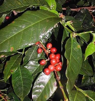 Green Coffee Ready For Picking