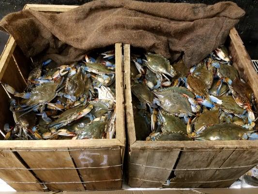 Live Blue Crabs