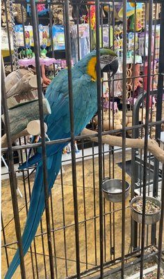 Small cage for this big Macaw.