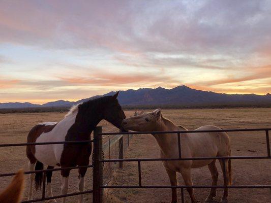 Amado Equine Hacienda