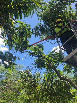 Tree Trimming