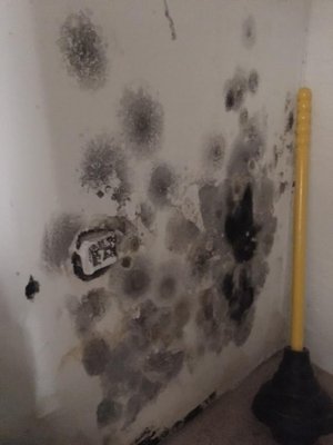 The mold that they painted over with chunks of new drywall. Super afraid of whats behind there now and I probably have some sort of illness