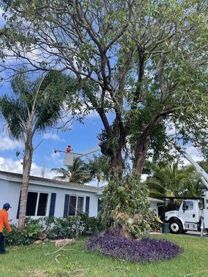 Daniel Valencia Tree Service