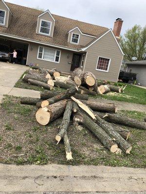 Large Maple tree removal