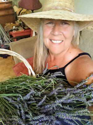 Freshly harvested Organic Lavender from the Gardens at Crystal Creek.