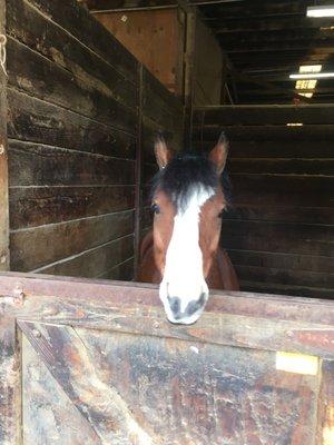 Marlin! Easily one of the cutest ponies on earth.