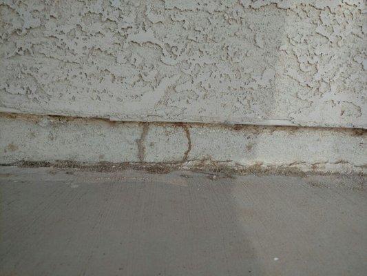 Termite tube on foundation