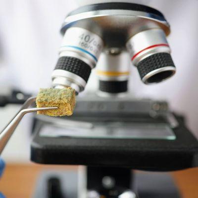 Scientist holding sample of moldy tissue near microscope with tweezers closeup.