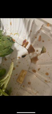 Bug in the salad.