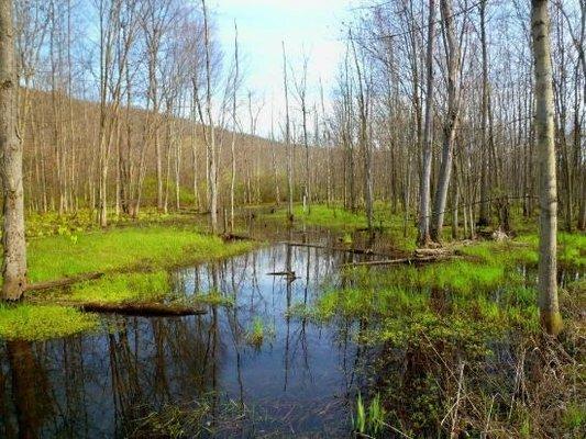 island maze closer to lake