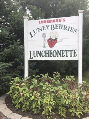 Welcome to Luneyberries! Strawberry season was in full swing.