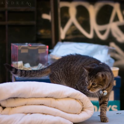 Don Juan inspecting his bedding, making sure it's downy fresh