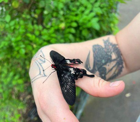 Butterfly landed on my hand!