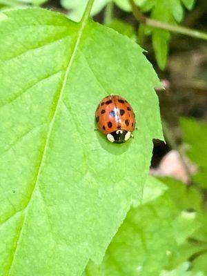 Harmonia lady bug