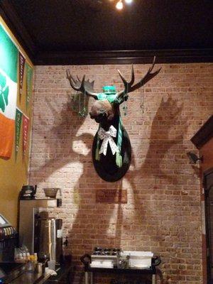 Seamus the Irish moose