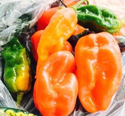 Jamaican scotch bonnet peppers and Ghost peppers