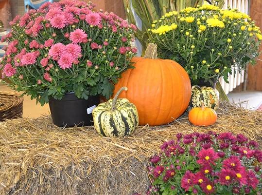 Fall pumpkins