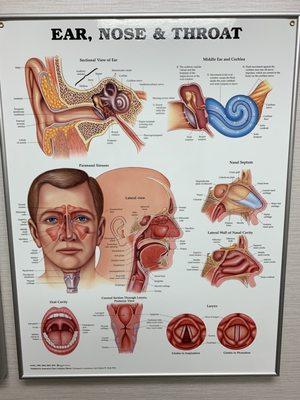 Ear, Nose & Throat