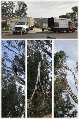 Taking down some hazard tree over hanging over a house