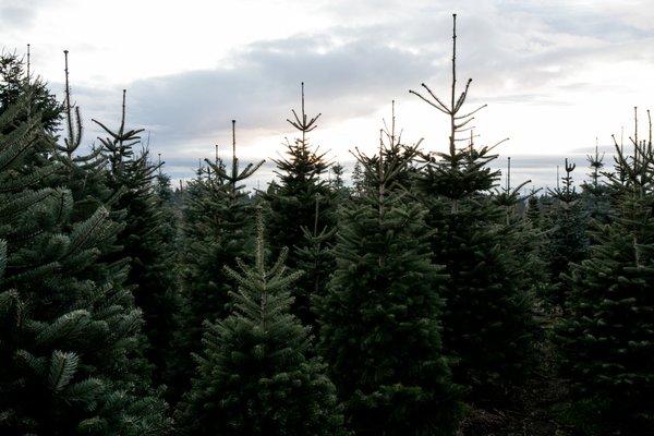 best seattle holiday mini session photographer - anna nodolf at Pfaff's tree farm