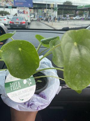 Pilea