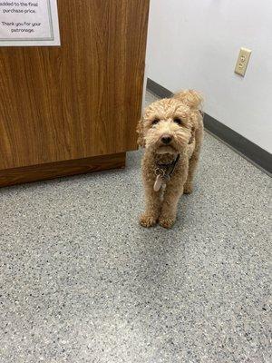 Petite Goldendoodle at Newport Veterinary Hospital