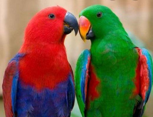 Male ans Female Eclectus