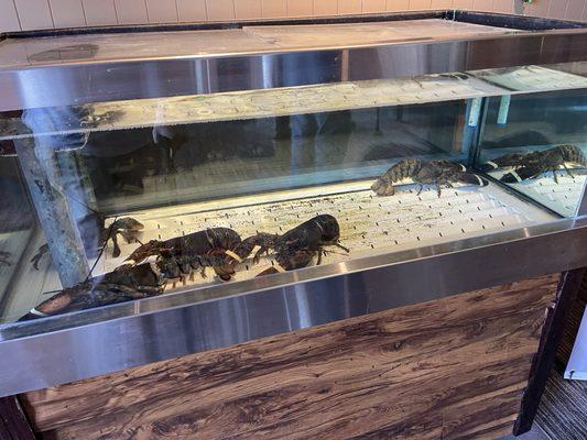 Lobster tank