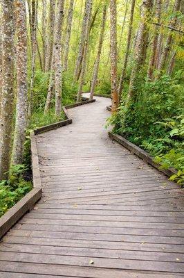 Clear Creek forested boardwalk.