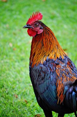 Medical Center for Birds Cares for Chickens too!