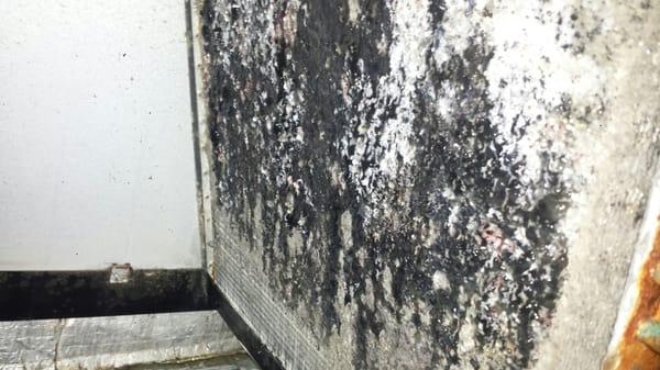 This is a picture of an indoor evaporative coil showing black mold.  A special cleaning solution is used for this application.