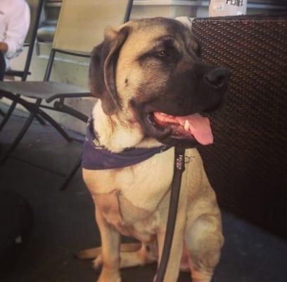 One of our first pups, baby Huey. A beautiful mastiff we had the privilege to help him grow up right!