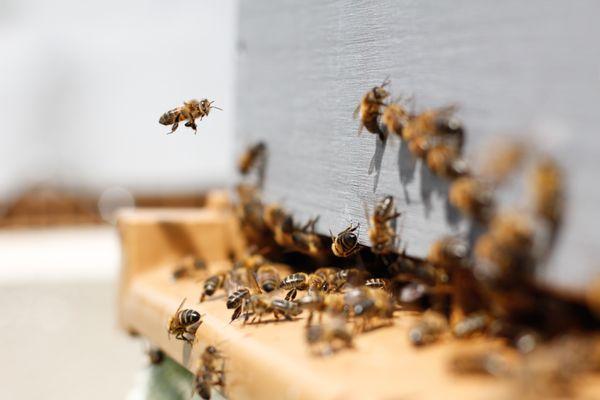 Neighborhood Bees & Beekeeping Supplies