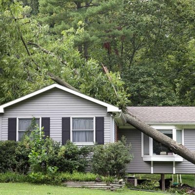 Boss Tree Service