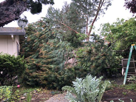 fallen tree half