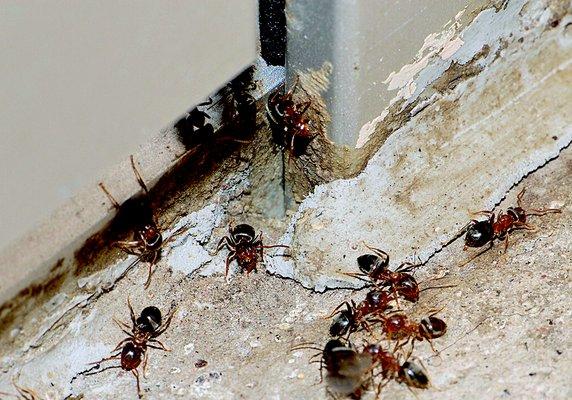 Pest Control. Ant control