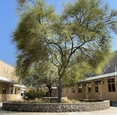 The tree area in front of french Clevenger Class