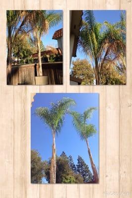 Before on the top- lots of dead fronds, fronds hitting my roof. Bottom- nicely shaped up!